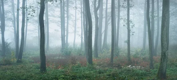 Wysoka Sylwetka Drzewa Gęstej Porannej Mgle Światło Przepływające Przez Pnie — Zdjęcie stockowe