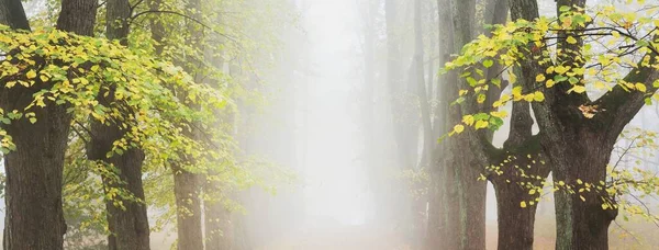 在浓密的晨雾中俯瞰着高大的金黄色林登树木 在城市公园里的小巷 天然隧道神秘的秋天风景 — 图库照片
