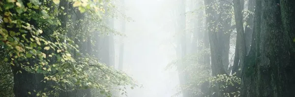 濃い朝の霧の中で強大な黄金の菩提樹の低角度ビュー 都市公園内の路地 自然トンネルだ 神秘的な秋の風景 — ストック写真