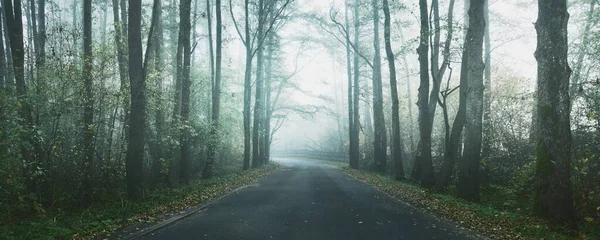 朝の霧の中で落葉樹を鋭いターンで空の田舎道 暗い森の風景 秋の色 ラトビア — ストック写真