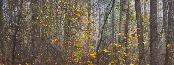 Panoramic View Dark Swampy Forest Rainy Autumn Day Colorful Leaves — Stock Photo, Image