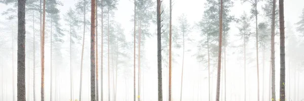 Pittoreska Panoramautsikt Över Den Vintergröna Skogen Tjock Vit Dimma Atmosfäriskt — Stockfoto