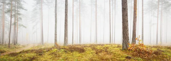 Vue Panoramique Sur Forêt Brumeuse Automne Herbe Verte Feuilles Rouges — Photo