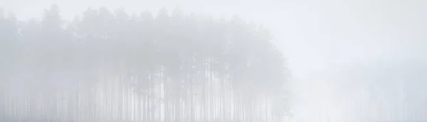 Waldsee Moor Dichten Nebel Pflanzen Aus Nächster Nähe Neblige Herbstlandschaft — Stockfoto