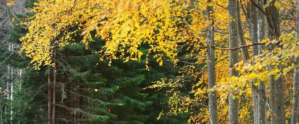Caminho Através Faia Musgosa Dourada Abetos Piso Florestal Folhas Vermelhas — Fotografia de Stock