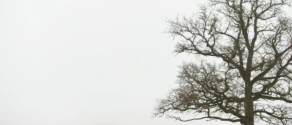 Carvalho Solitário Sem Folhas Contra Céu Sombrio Uma Névoa Grossa — Fotografia de Stock