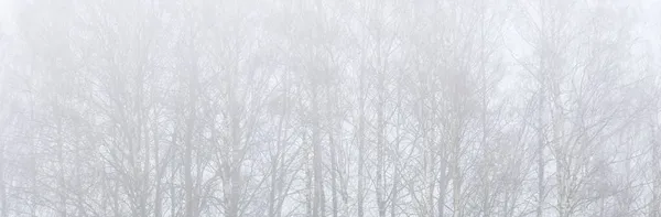 Dark Tree Silhouettes Gloomy Sky Thick Fog Germany Concept Art — Stock Photo, Image