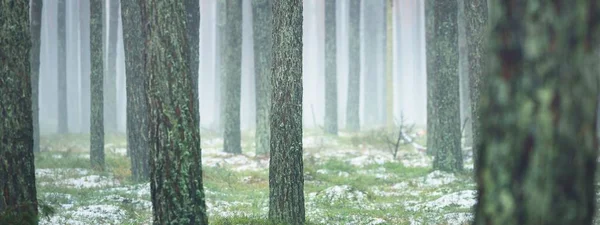 Первый Снег Туманном Осеннем Лесу Зеленая Трава Высокие Сосновые Стволы — стоковое фото