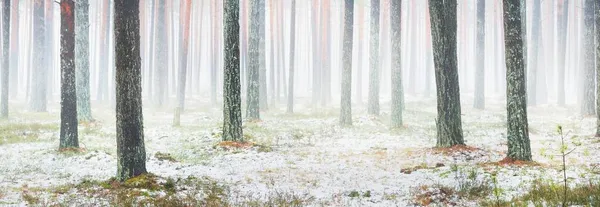 在多雾的常绿森林里 第一场雪 红色和橙色的叶子在地面上 巨大的松树 芬兰的初冬 大气景观 — 图库照片