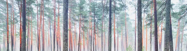 Paysage Panoramique Pittoresque Forêt Feuilles Persistantes Dans Épais Brouillard Blanc — Photo