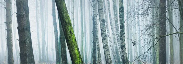 Cenário Panorâmico Pitoresco Floresta Majestosa Uma Névoa Branca Grossa Paisagem — Fotografia de Stock