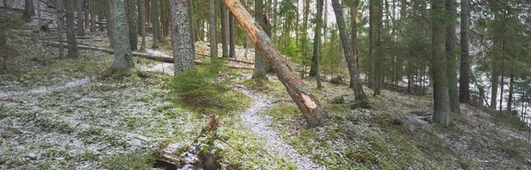 雄大な北常緑の森の丘を通過します 黄金の葉 強大な松やトウヒの木 木のログ 最初の雪 パノラマビュー 大気の風景 自然生態学 — ストック写真