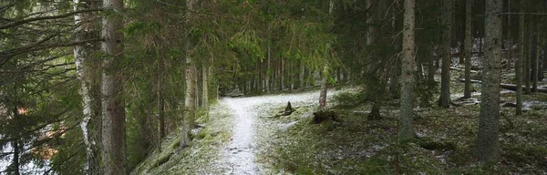 Caminho Através Colina Coberta Neve Uma Majestosa Floresta Perene Pinheiros — Fotografia de Stock