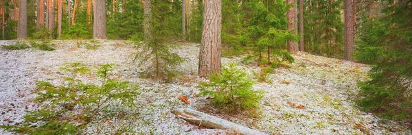 Μονοπάτι Μέσα Από Τους Λόφους Του Μεγαλοπρεπούς Βόρειου Αειθαλούς Δάσους — Φωτογραφία Αρχείου