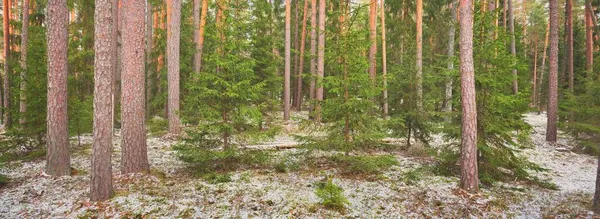 Átjáró Fenséges Északi Örökzöld Erdő Dombjain Arany Levelek Hatalmas Fenyők — Stock Fotó