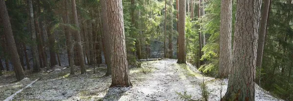 Karla kaplı tepenin ardında görkemli yeşil bir orman, güçlü çam ağaçları ve çam ağaçları, yakın ağaç kütükleri. Ağaç gövdelerinin arasından gün ışığı. Karanlık kış sahnesi. Finlandiya