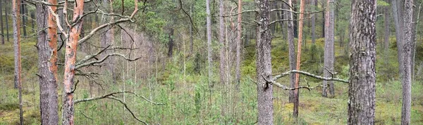 Panorámás Kilátás Fenséges Örökzöld Erdőben Erős Fenyő Lucfenyő Kora Tavasz — Stock Fotó