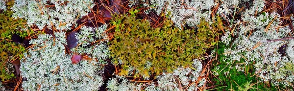 Farbenfroher Waldboden Aus Flechten Moos Gras Und Anderen Pflanzen Strukturen — Stockfoto
