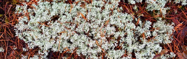 Kleurrijke Bosbodem Van Korstmos Mos Gras Andere Planten Texturen Close — Stockfoto