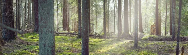 Forêt Persistante Majestueuse Sombre Rayons Soleil Travers Les Puissants Pins — Photo