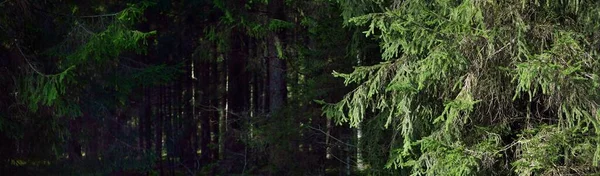 Temný Majestátní Věčně Zelený Les Sluneční Paprsky Pronikají Mohutnými Borovicemi — Stock fotografie