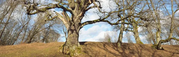 一张低角的旧的巨大的苔藓橡树的照片 没有叶子在蓝天的衬托下 芬兰早春 纯自然 环境保护 — 图库照片