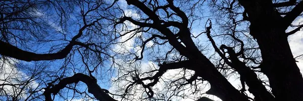 하늘을 배경으로 나뭇잎 나무의 핀란드의 — 스톡 사진