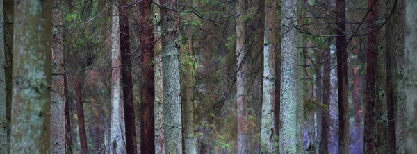Blick Auf Den Nebligen Immergrünen Wald Mächtige Kiefern Moos Farne — Stockfoto