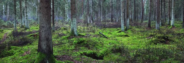 Panoramic View Misty Evergreen Forest Mighty Pine Trees Moss Fern — Stock Photo, Image