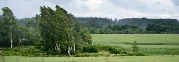 Campo Verde Floresta Fundo Bétulas Fecham Nuvens Escuras Tempestade Paisagem — Fotografia de Stock