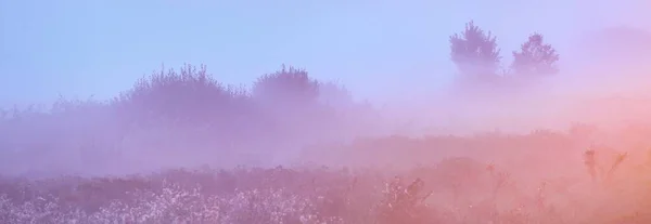 Junge Grüne Bäume Dichten Weißen Nebel Bei Sonnenaufgang Aus Nächster — Stockfoto