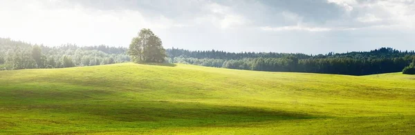 Одинокие Деревья Зеленый Холм Бурным Небом Солнце Светит Сквозь Облака — стоковое фото