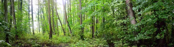 Swampy Φυλλοβόλο Δάσος Βρύα Φτέρη Φυτά Κοντινή Απόσταση Ακτίνες Του — Φωτογραφία Αρχείου