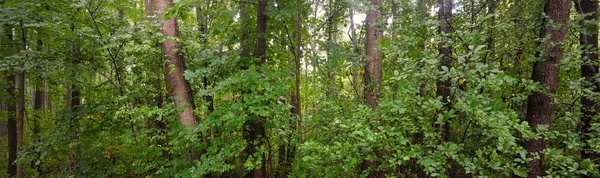 Bosque Pantanoso Caducifolio Musgo Helecho Plantas Primer Plano Rayos Solares — Foto de Stock