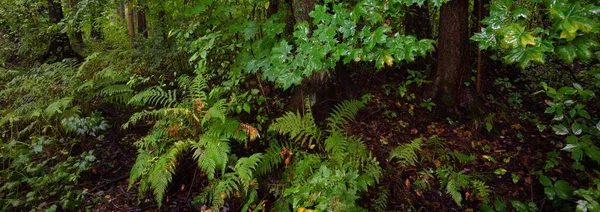 Floresta Decídua Pantanosa Musgo Samambaia Plantas Perto Raios Solares Fluindo — Fotografia de Stock