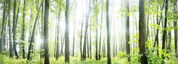 Deciduous Forest Rain Sun Rays Flowing Old Tree Trunks Green — Stock Photo, Image