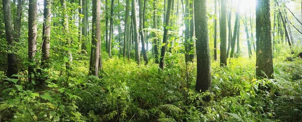 Floresta Decídua Pantanosa Musgo Samambaia Plantas Perto Raios Solares Fluindo — Fotografia de Stock