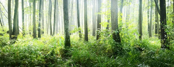 矮小的落叶森林苔藓蕨类植物特写阳光穿过古树树干 绿色的沼泽地 宁静的风景 生态系统 环境保护主题 — 图库照片