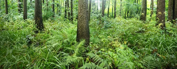 Bataklık Yaprak Döken Orman Yosun Eğrelti Otu Bitkiler Güneş Işınları — Stok fotoğraf