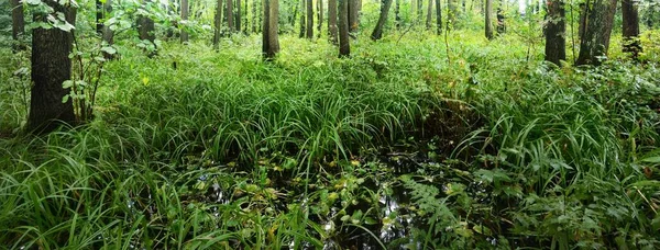 Forêt Décidue Marécageuse Mousse Fougère Plantes Gros Plan Rayons Solaires — Photo