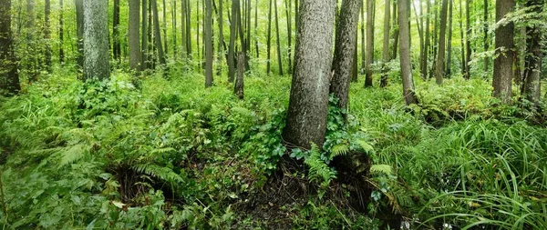 Болотистый Лиственный Лес Мох Папоротник Крупный План Растений Солнечные Лучи — стоковое фото