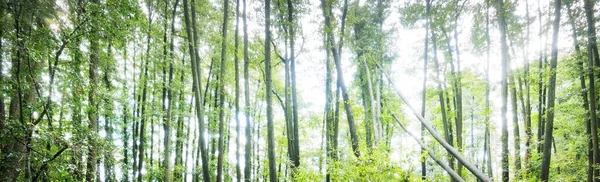 Laubwald Nach Dem Regen Sonnenstrahlen Fließen Durch Die Alten Baumstämme — Stockfoto