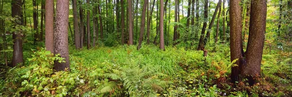 낙엽수림 양치류 식물을 가까이서 합니다 광선이 나무줄기를 생태계 — 스톡 사진