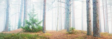 Görkemli çam ormanının içinden sisli bir yol. Yumuşak güneş ışığı, güneş ışınları. Panoramik görünüm