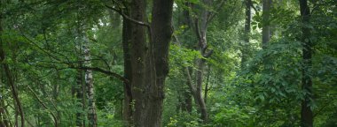 Sabahın sisinde güçlü ağaçlar. Gün doğumunda yaprak döken orman. Karanlık atmosferik manzara. Ekoloji, eko turizm, Avrupa 'da çevre koruma