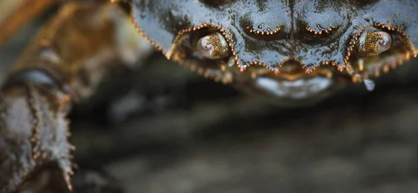 Eriocheir Sinensis Krab Extreem Close Traditionele Vaartuigen Vangst Voedselindustrie Zeevruchten — Stockfoto