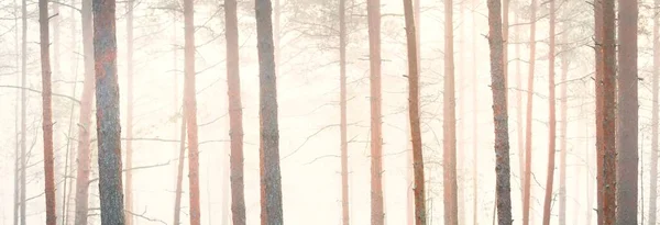 Majestätische Geheimnisvolle Immergrüne Kiefernwälder Nebel Sanftes Sonnenlicht Herbstlandschaft Kemeri Nationalpark — Stockfoto