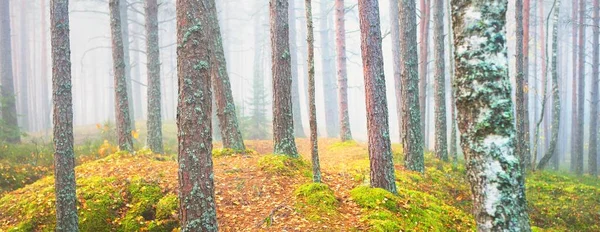 Görkemli çam ormanının içinden sisli bir yol. Yumuşak güneş ışığı, güneş ışınları. Panoramik görünüm