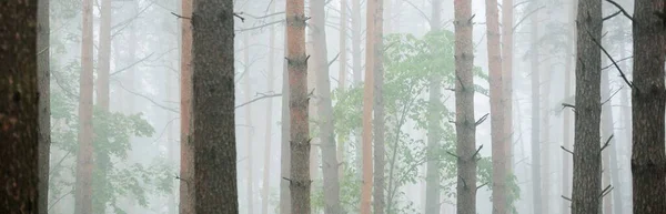 Árboles Poderosos Una Niebla Matutina Majestuoso Bosque Siempreverde Paisaje Atmosférico —  Fotos de Stock
