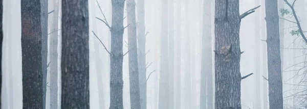 Puissants Arbres Dans Brouillard Matinal Majestueuse Forêt Feuilles Persistantes Paysage — Photo